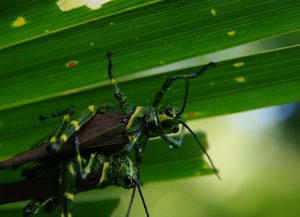 Heuschrecken - Lago Peten - Guatemala