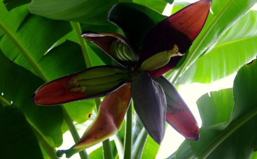 Bananenblüte - Lago Peten - Guatemala