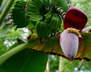 Bananenblüte - Lago Peten - Guatemala