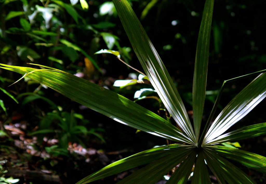 Dschungelimpression - Im Peten - Guatemala