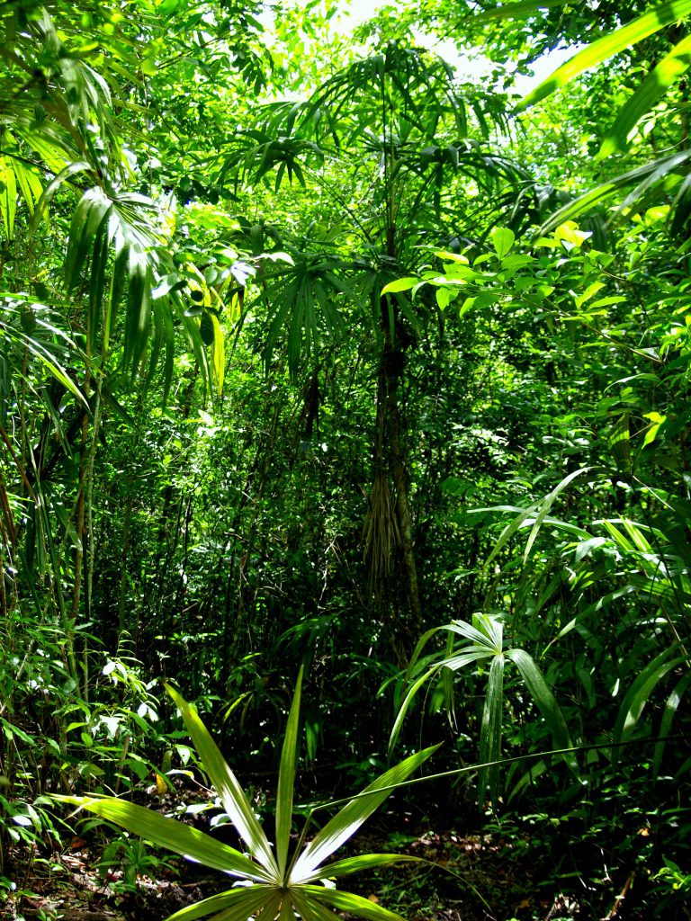 Dschungelimpression - Im Peten - Guatemala