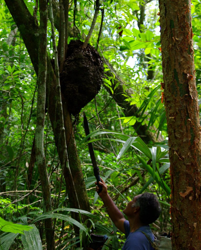 Bienenstock - Im Peten - Guatemala