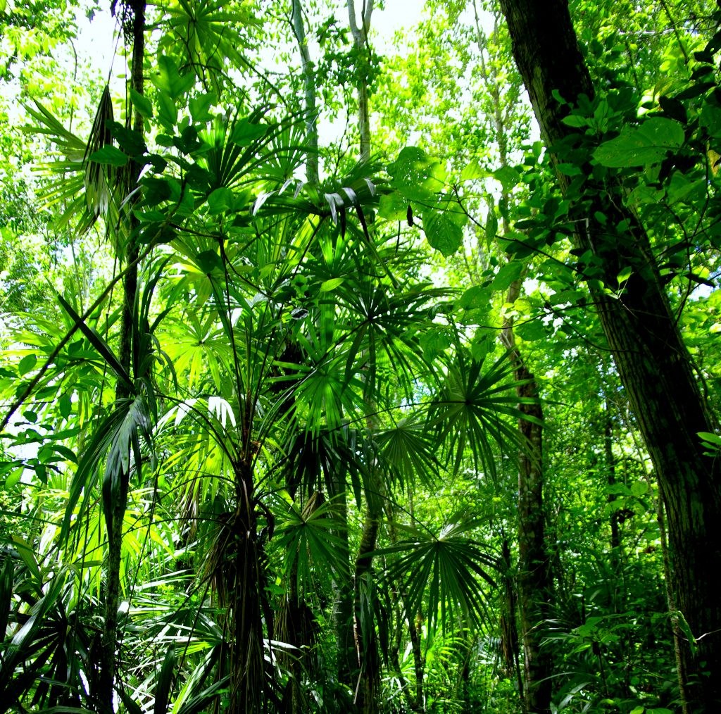 Dschungelimpression - Im Peten - Guatemala