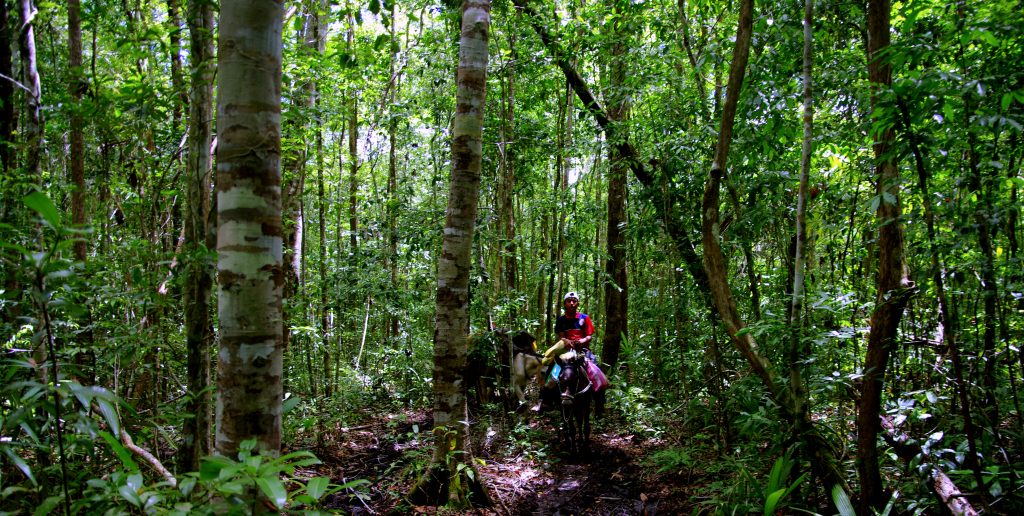 Maultiere im Dschungel - Im Peten - Guatemala