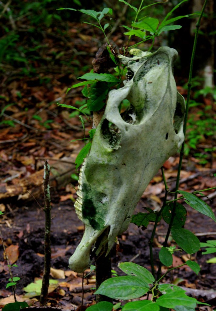 Maultierschädel - im Peten - Guatemala
