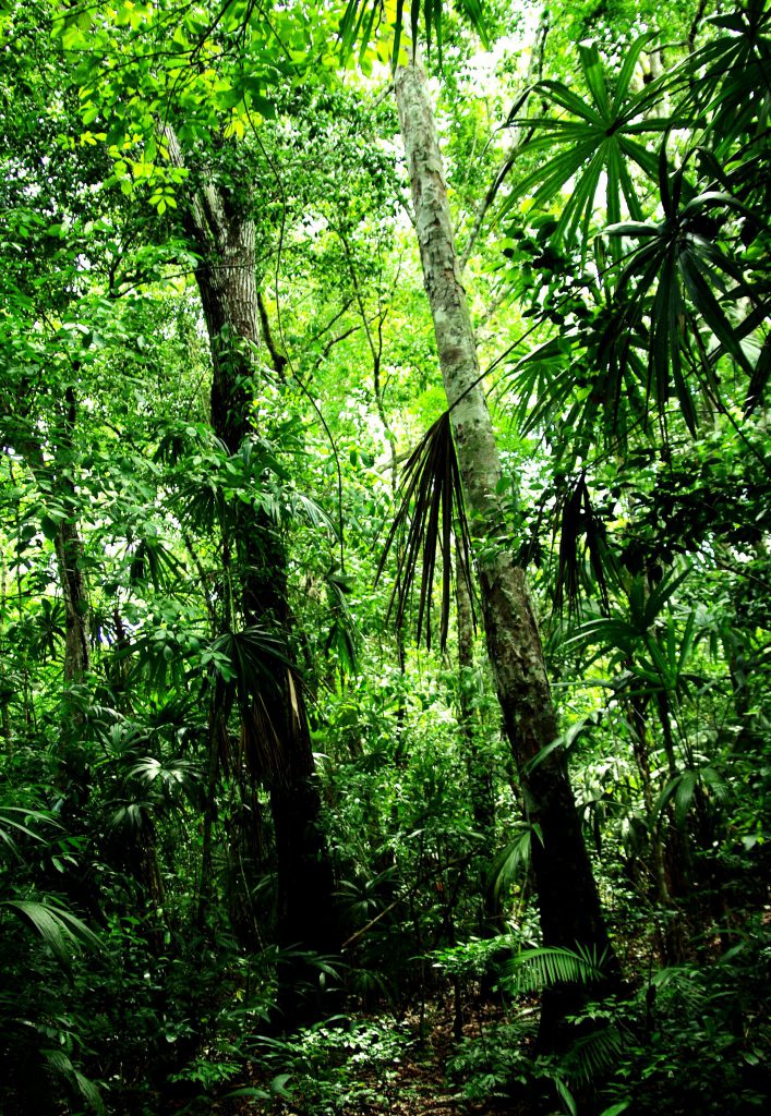 Dschungelimpression - Im Peten - Guatemala