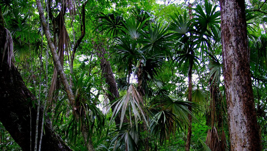 Dschungelimpression - Im Peten - Guatemala