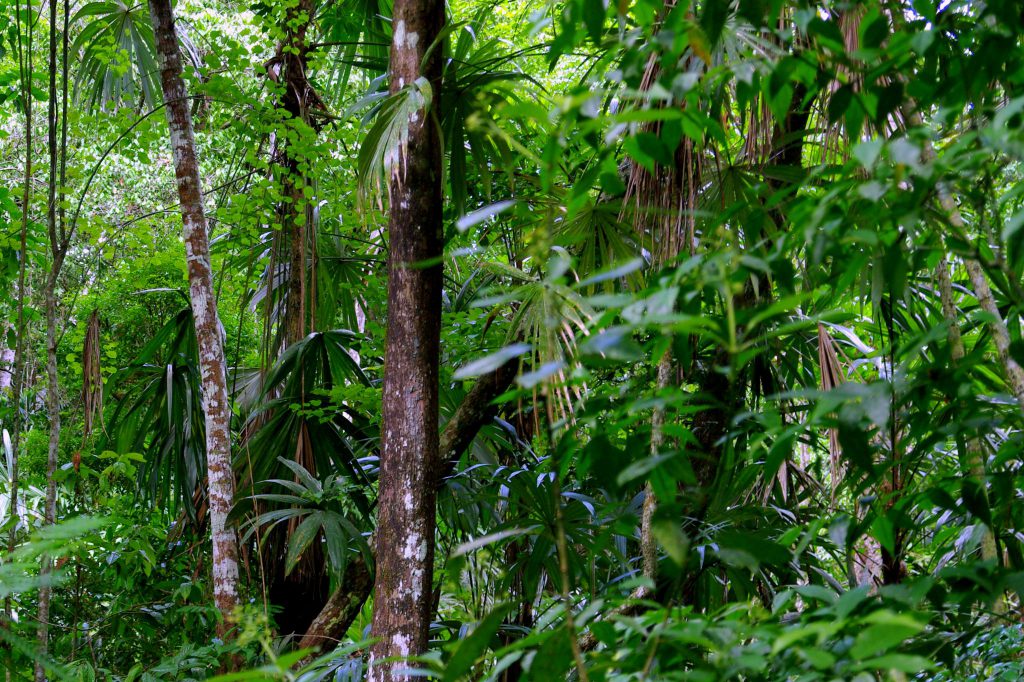 Dschungelimpression - Im Peten - Guatemala