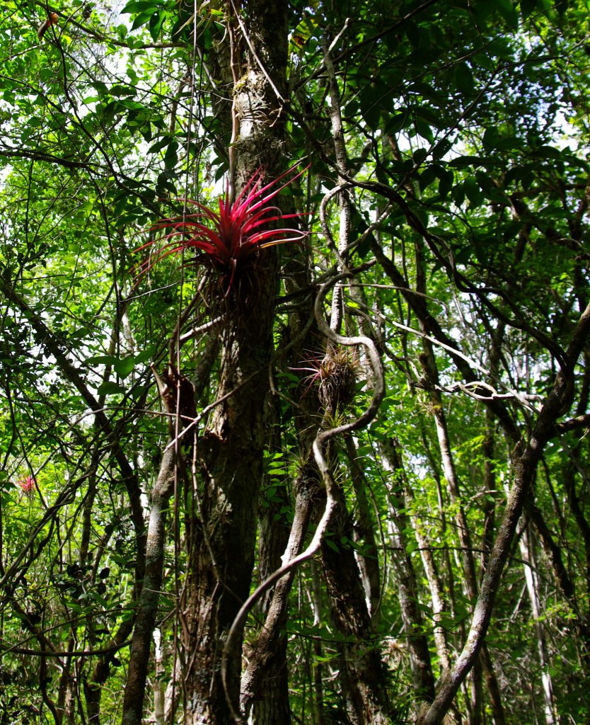 Tillandsie - Im Peten - Guatemala
