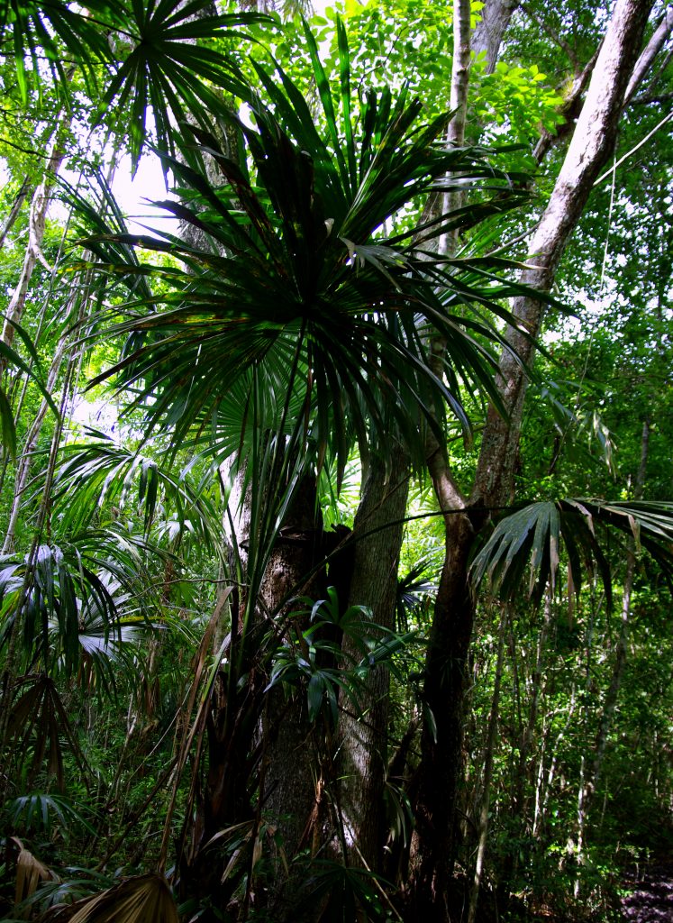 Dschungelimpression - Im Peten - Guatemala