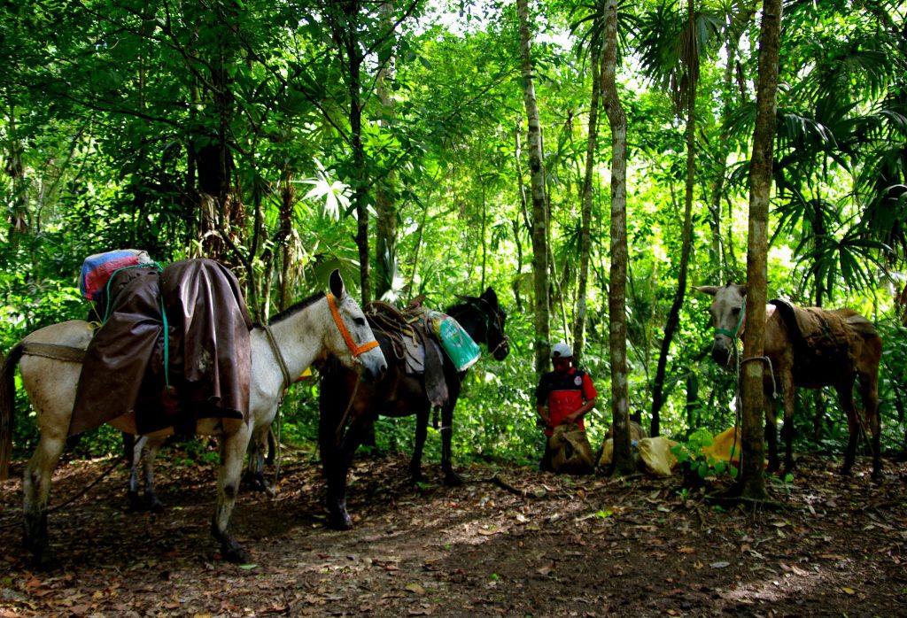 Maultiere - Dschungelimpression - Im Peten - Guatemala