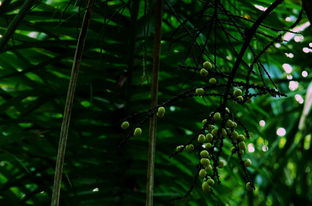 Dschungelimpression - Im Peten - Guatemala