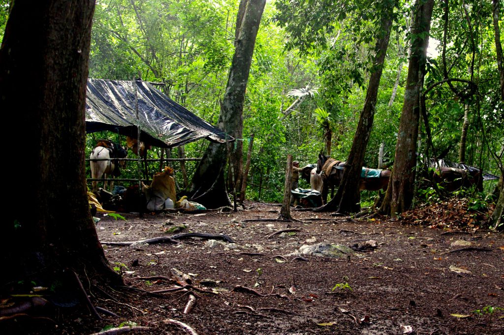 Lager - Dschungelimpression - Im Peten - Guatemala