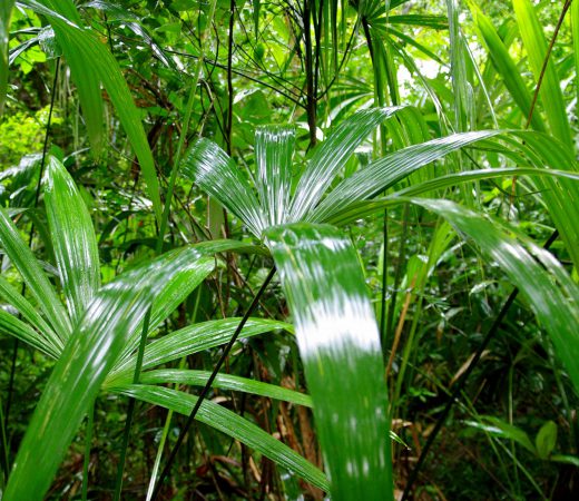 Nach dem Regen - Dschungelimpression - Im Peten - Guatemala
