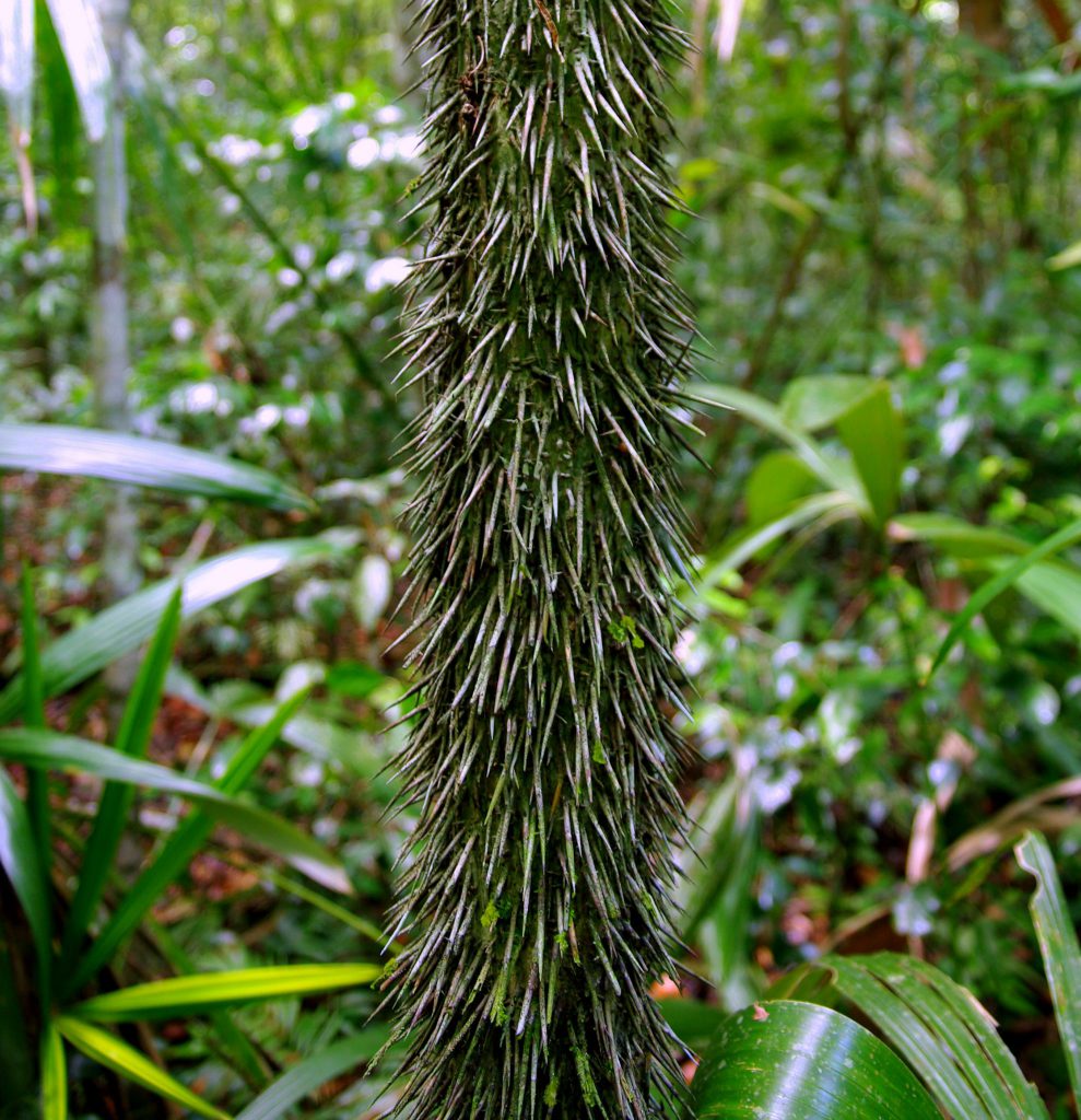 Dschungelimpression - Im Peten - Guatemala