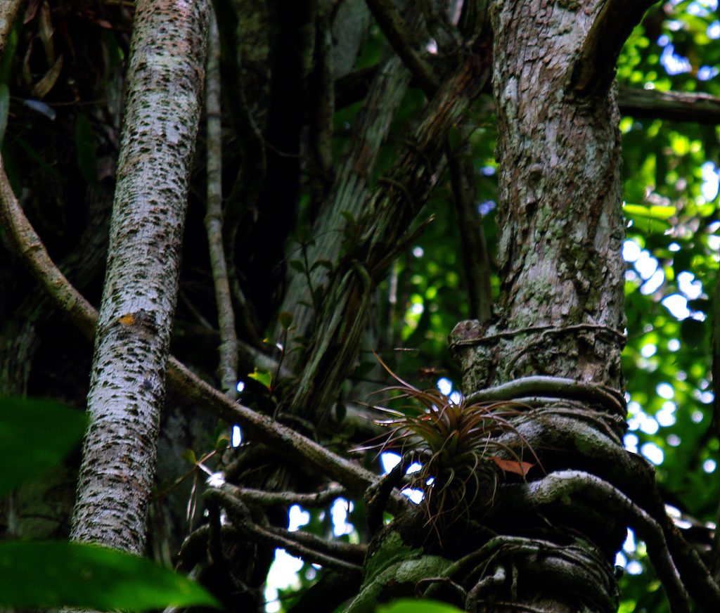 Dschungelimpression - Im Peten - Guatemala