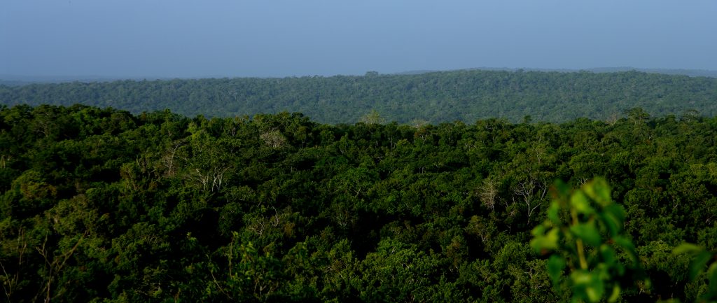 Blick über das Pflanzenmeer - Dschungelimpression - Im Peten - Guatemala