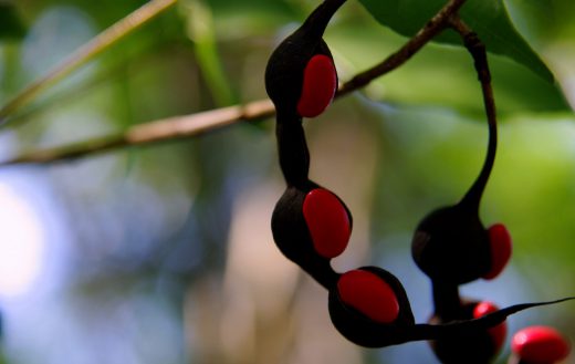 Rote Samen - Am Lago Peten - Guatemala
