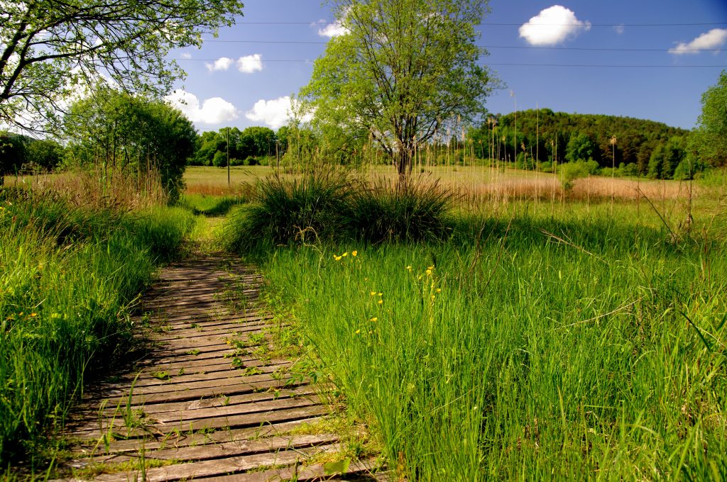 Am Saarbach entlang - Wasgauer Seenwanderung
