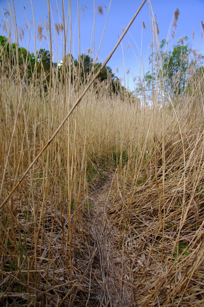 Röhricht - Am Saarbach entlang - Wasgauer Seenwanderung