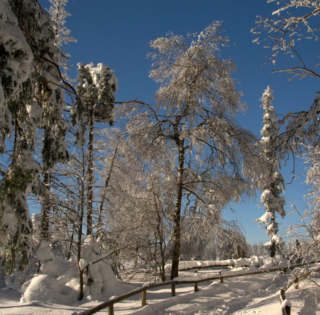 1-IMGP9529-001