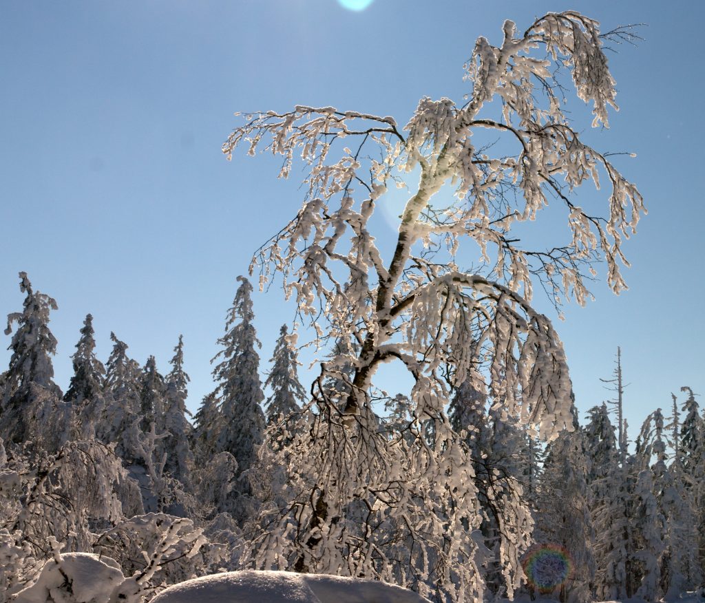 1-IMGP9543-001