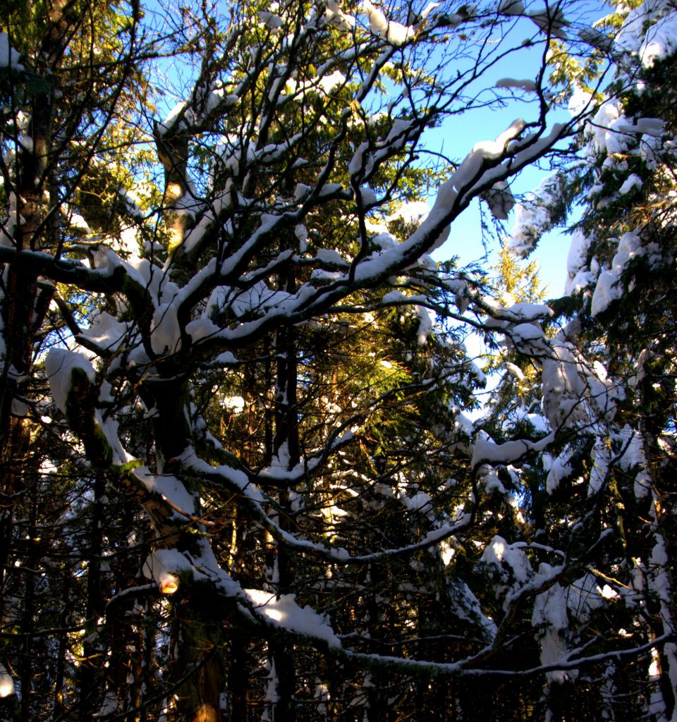 Schneeornamente auf Ästen