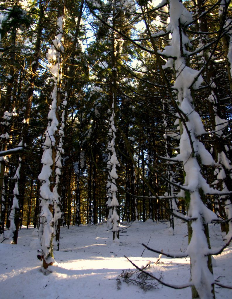 Schneeskulpturen an Bäumen