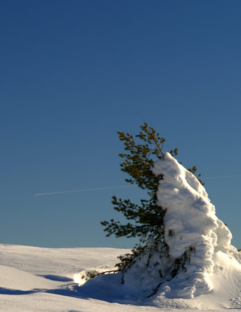 Schneeverwehung - Hornisgrinde