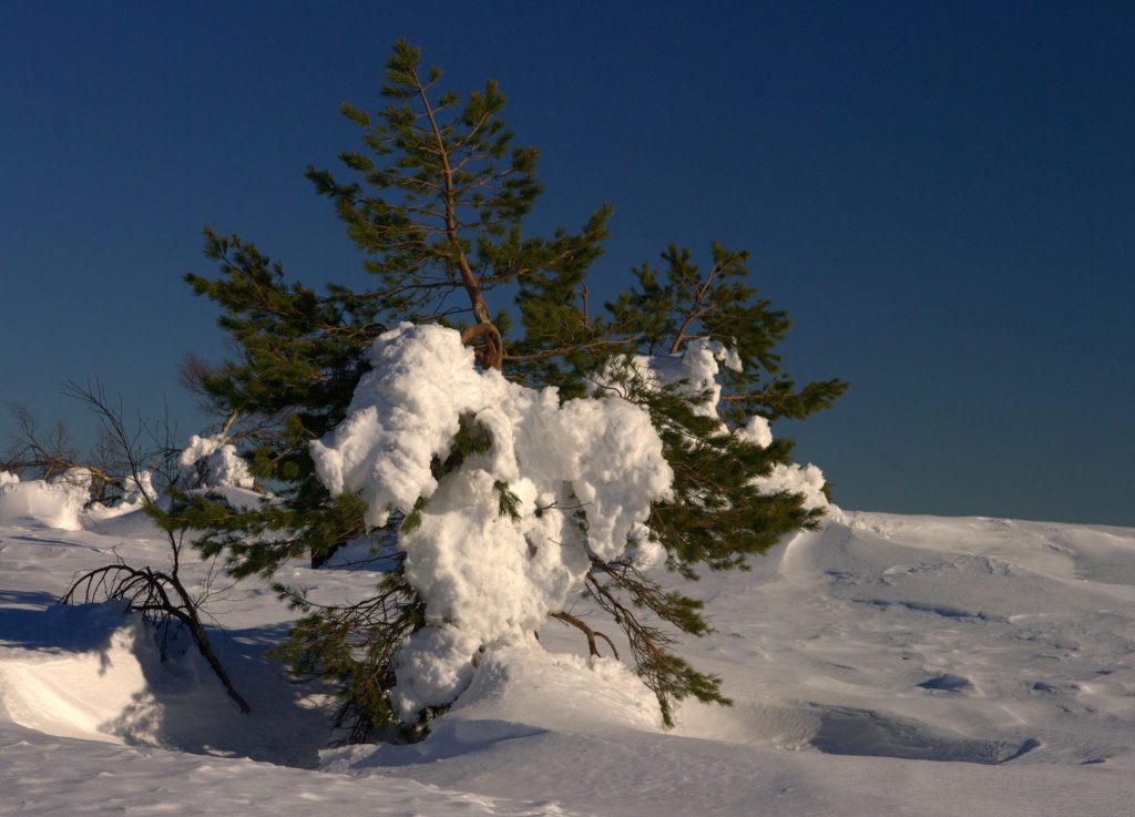 Schneeverwehung - Hornisgrinde