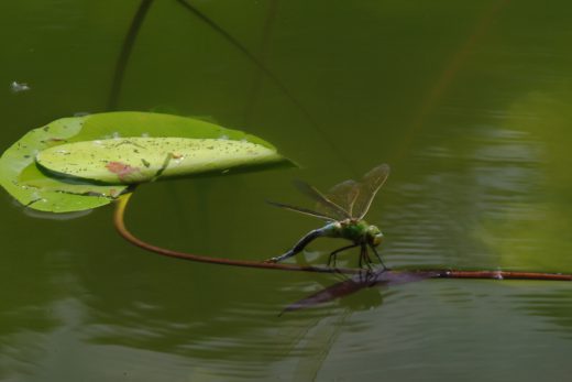 Libelle - am Oberwaldsee