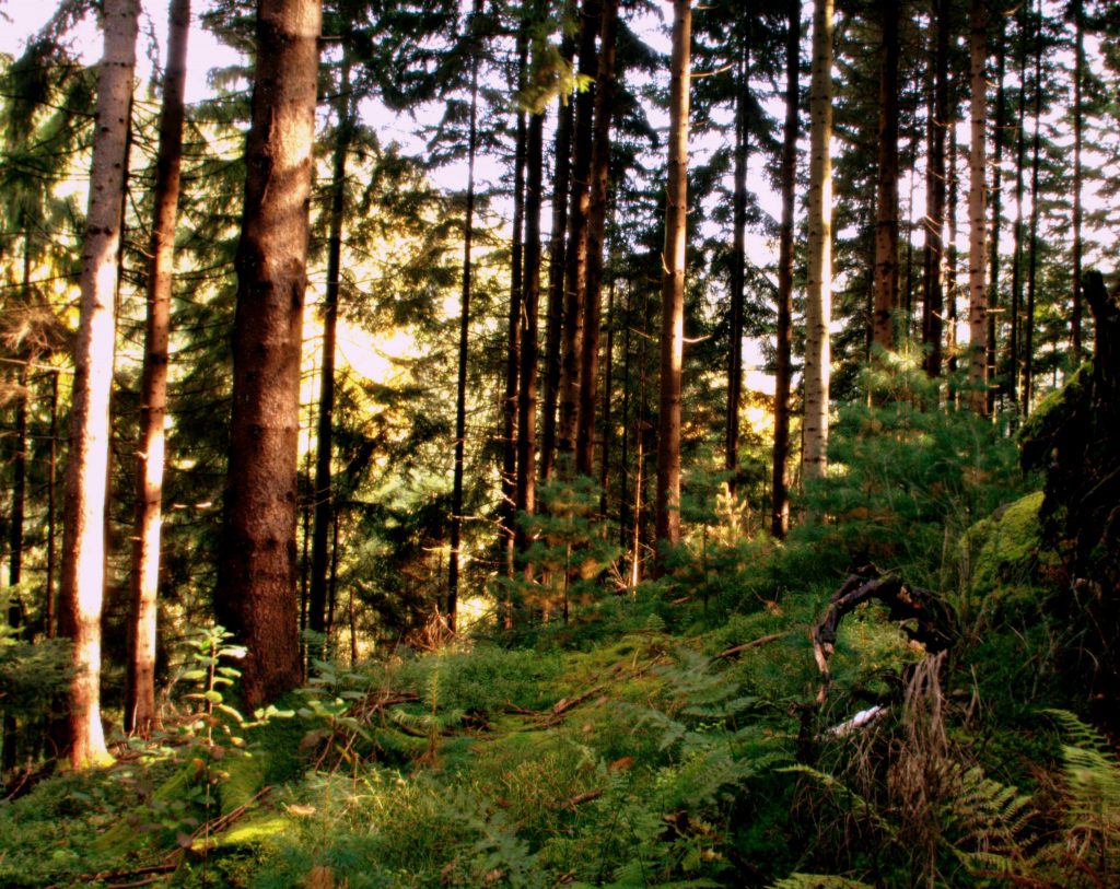 Blick in den Wald