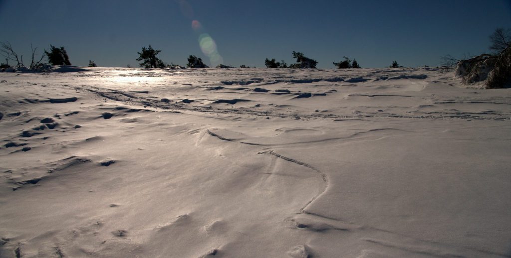 Frostige Hochebene im Gegenlicht - Hornisgrinde - Schwarzwald