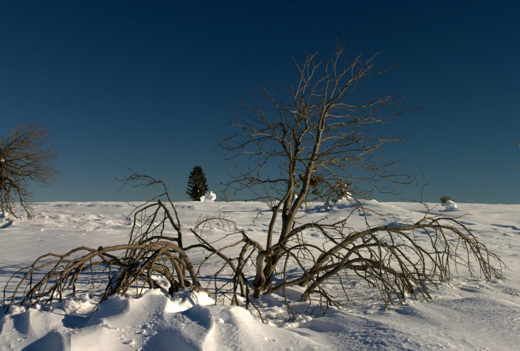 Gebüsch im Tiefschnee - Hornisgrinde