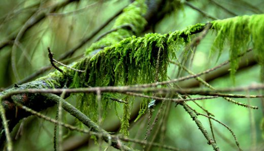 Moosfäden auf einem Ast