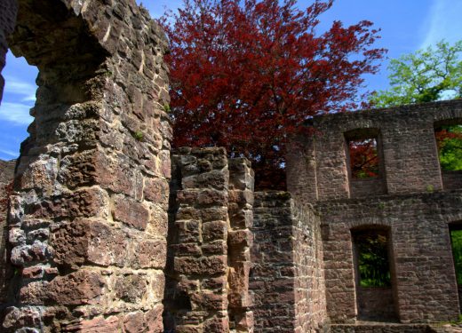 Roter Busch auf Mauerwerk - Frauenalb - Schwarzwald