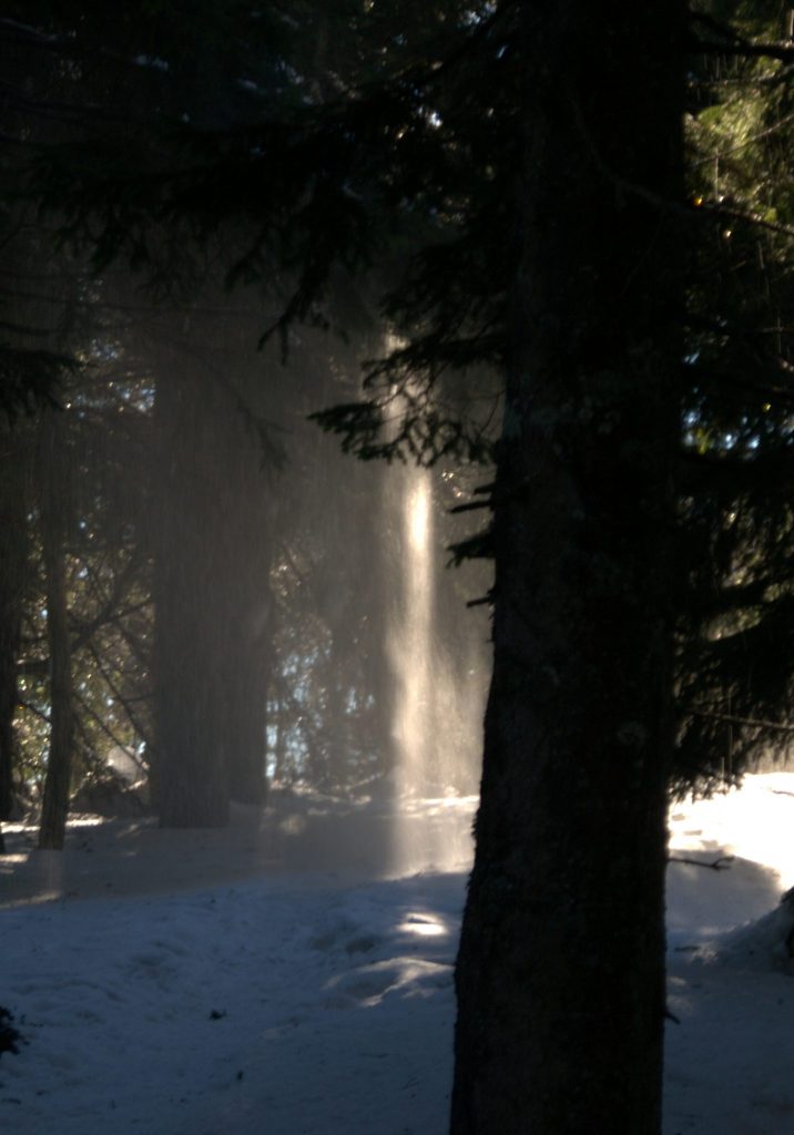 Sonnenstrahl im verschneiten Wald