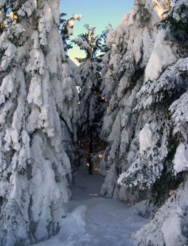 Verschneite Tannenschonung - Hornisgrinde