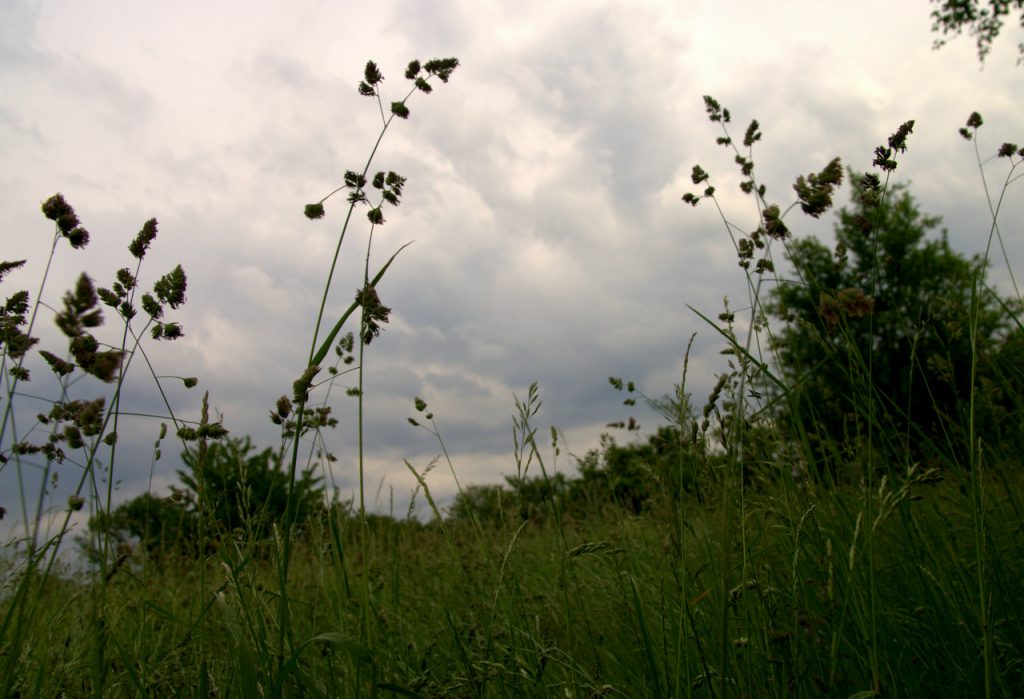 Gräser - Eppinger Gäu - Kraichgau
