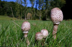 Gruppe von noch geschlossenen Parasolpilzen