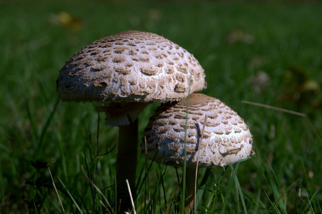 Parasol