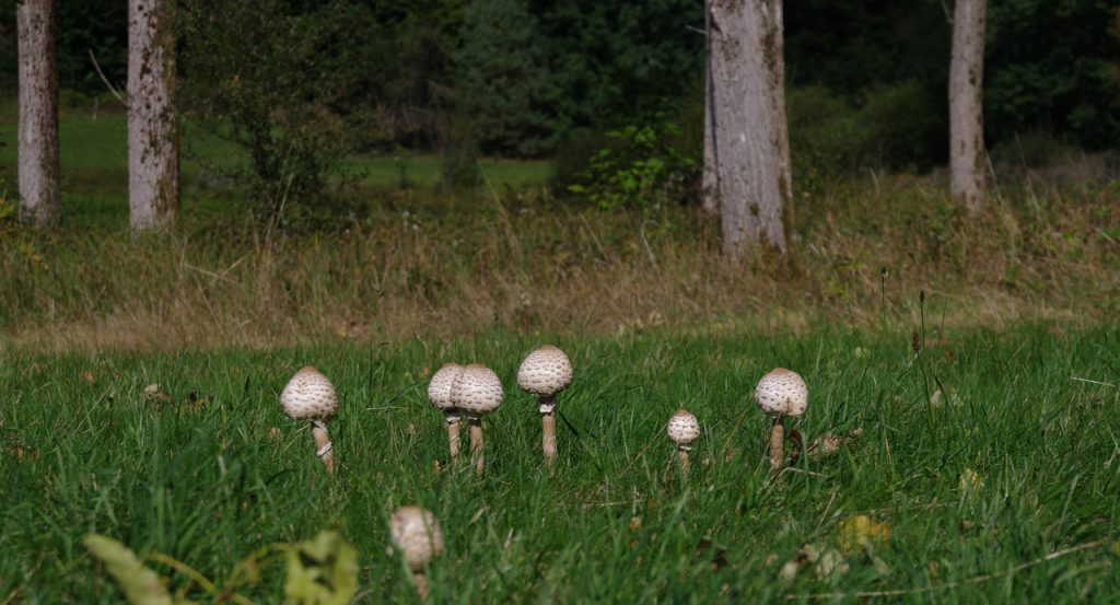Parasol