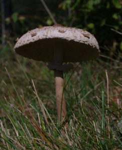 Parasol im Pfälzerwald