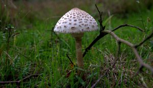 Parasol im Pfälzerwald