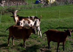 Ziegen und Ziegenbock