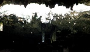 Schwalben unter dem Höhlendach