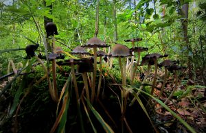 Pilzkolonie - ungenießbar, giftig!