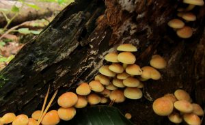 Pilzkolonie - ungenießbar, giftig!