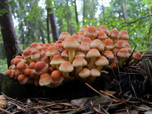 Pilzkolonie - ungenießbar, giftig!