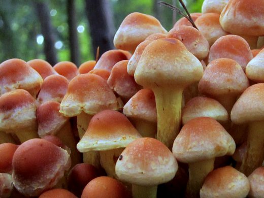 Pilzkolonie - ungenießbar, giftig!